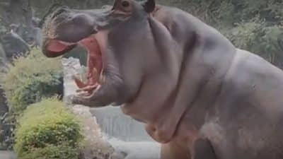 Il calme un hippopotame qui veut sortir de son enclos et menace les touristes (Vidéo) !