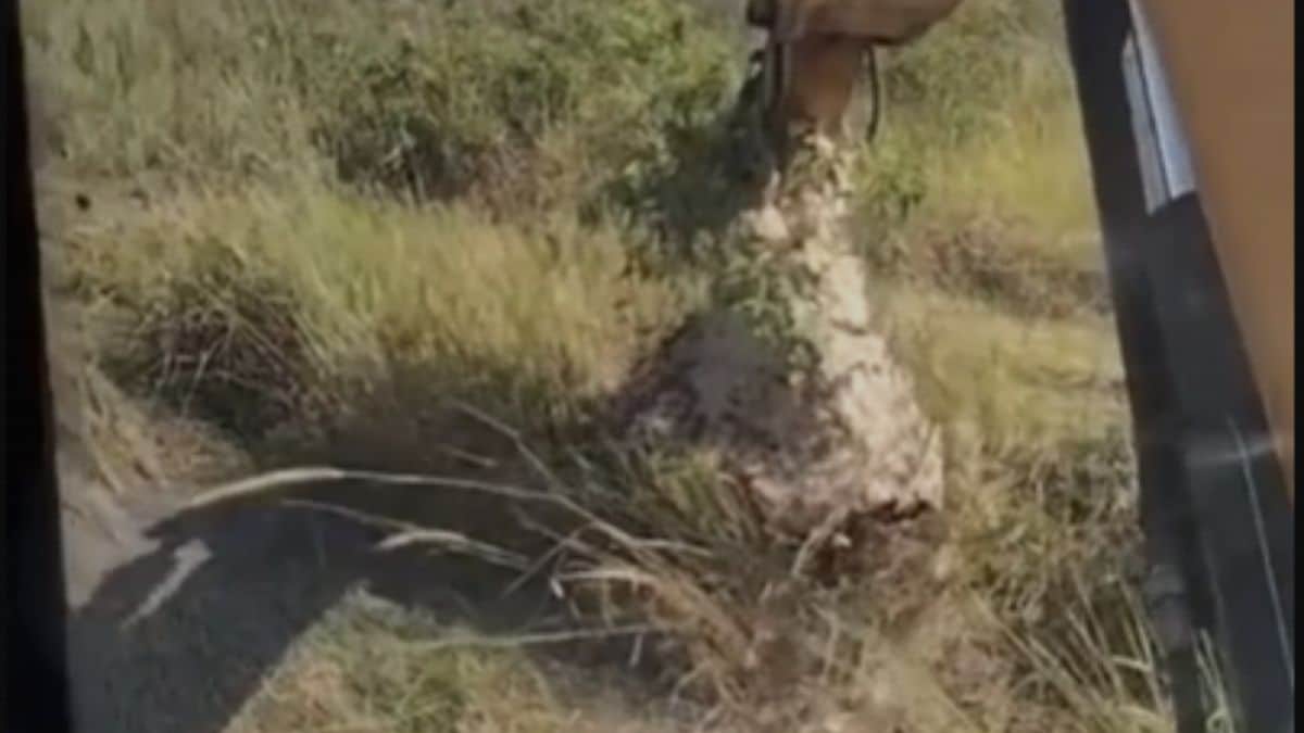 Il détruit un nid de frelons à la pelleteuse et va vite le regretter (Vidéo) !