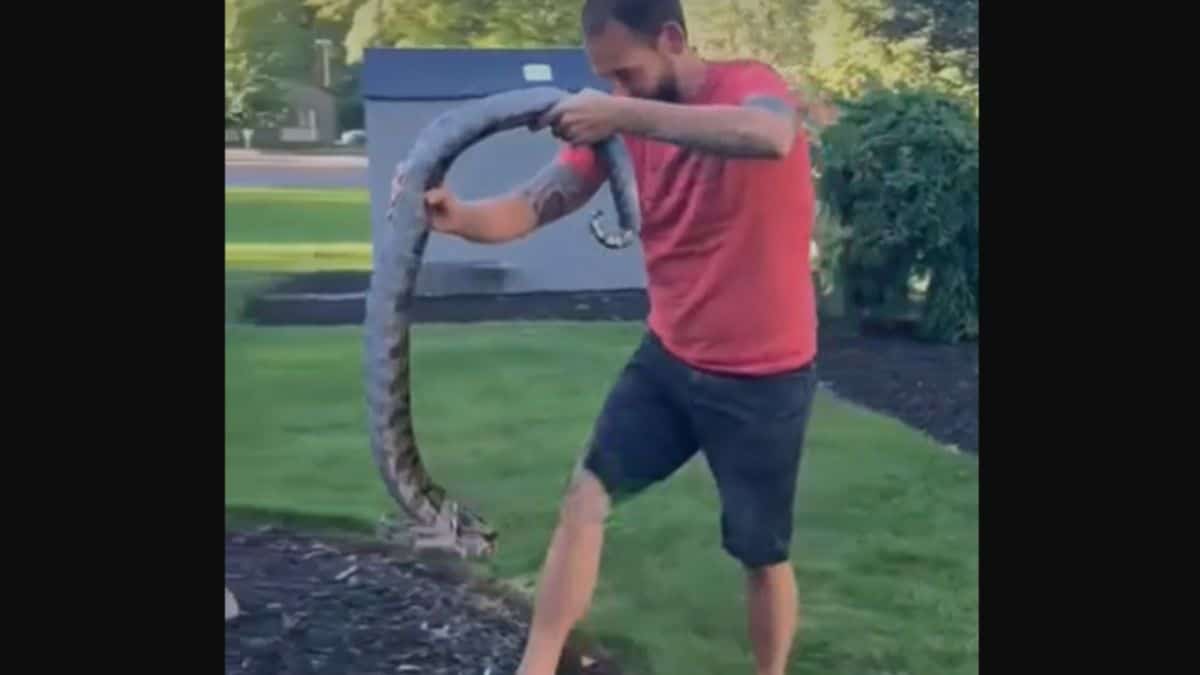 Il trouve un serpent dans son jardin et joue avec, il va vite le regretter ( Vidéo ) !
