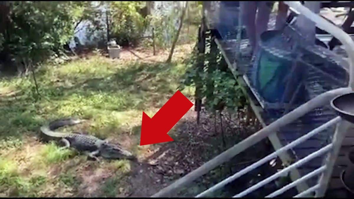 La réaction hallucinante de cet homme quand il voit un crocodile dans son jardin (vidéo) !