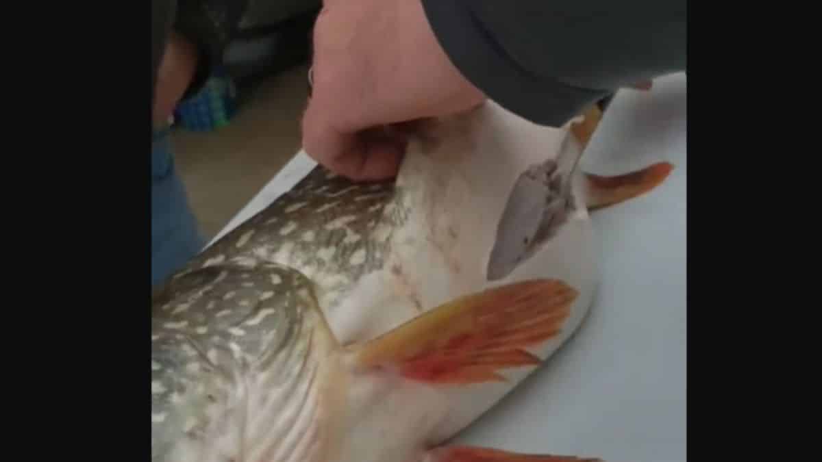 Quelque chose bouge dans le ventre d'un poisson fraichement pêché (vidéo)