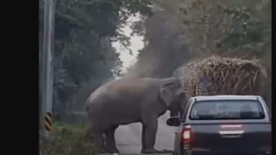 Un éléphant récupère la taxe au passage d'un camion de canne à sucre (vidéo)