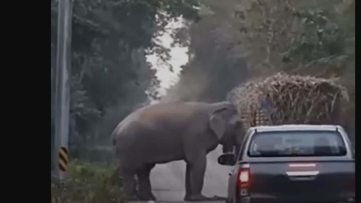 Un éléphant récupère la taxe au passage d'un camion de canne à sucre (vidéo)