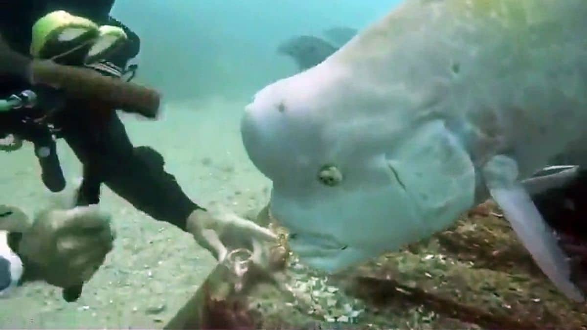 Un poisson à la drôle de tête très impatient de manger un coquillage décroché par un plongeur (Vidéo) !
