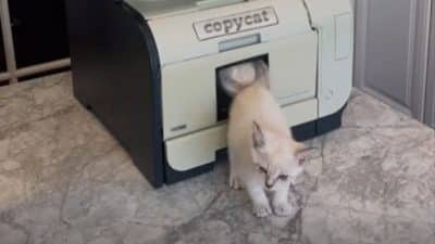 La première imprimante pour multiplier les chats Copycat (Vidéo) !