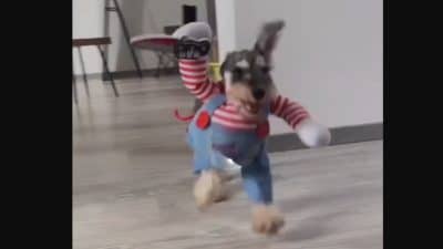 Le déguisement Halloween pour chien le plus terrifiant (Vidéo) !