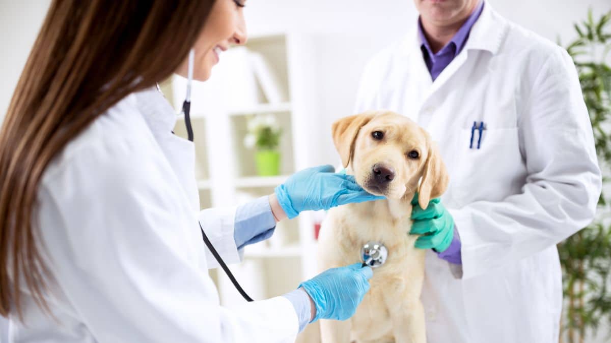 5 astuces géniales pour réduire le stress de votre chien avant un rendez-vous chez le vétérinaire