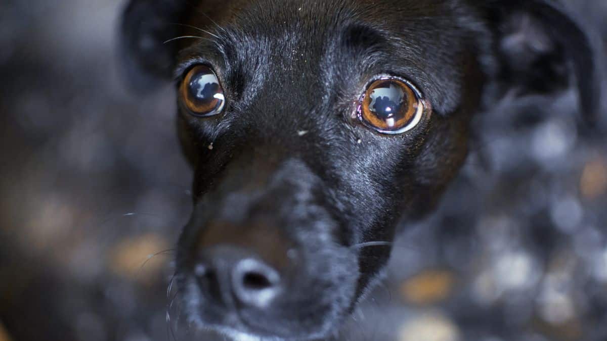 5 choses qui terrifient le plus votre chien dans la vie de tous les jours