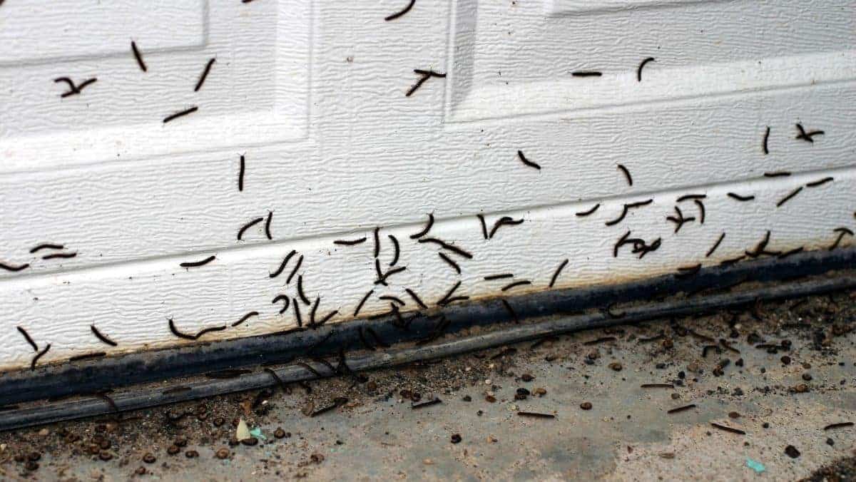 Fini les punaises de lit ces vers noirs vont envahir votre maison cet hiver