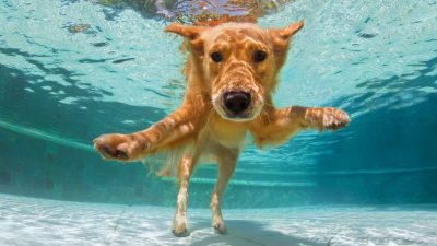 Cette activité adorée par les chiens l'été est très dangereuse et peut les tuer