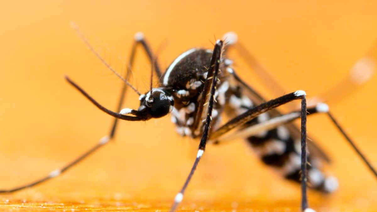 Les meilleures techniques pour exterminer les moustiques tigres