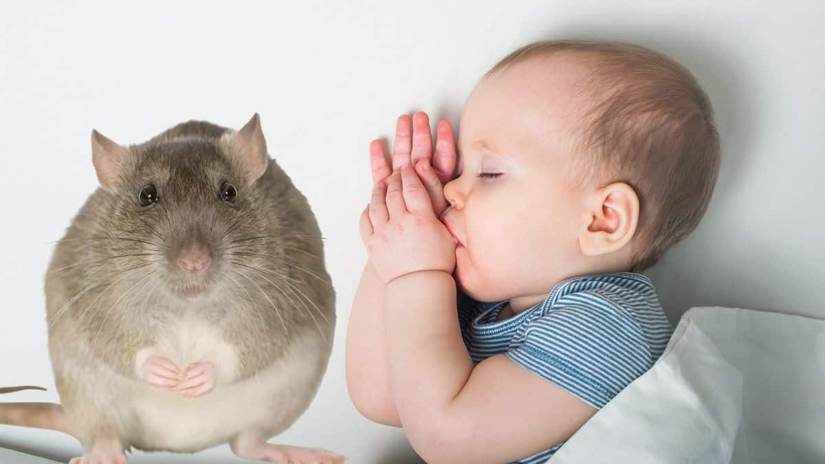 Un enfant de 2 ans dévoré par un rat sauvage pendant son sommeil