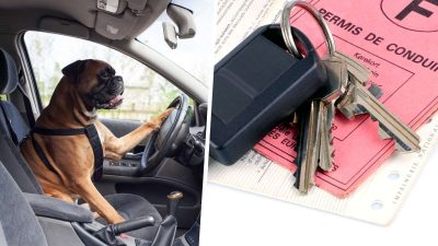 Permis de conduire: il échange sa place avec son chien pour éviter une lourde sanction