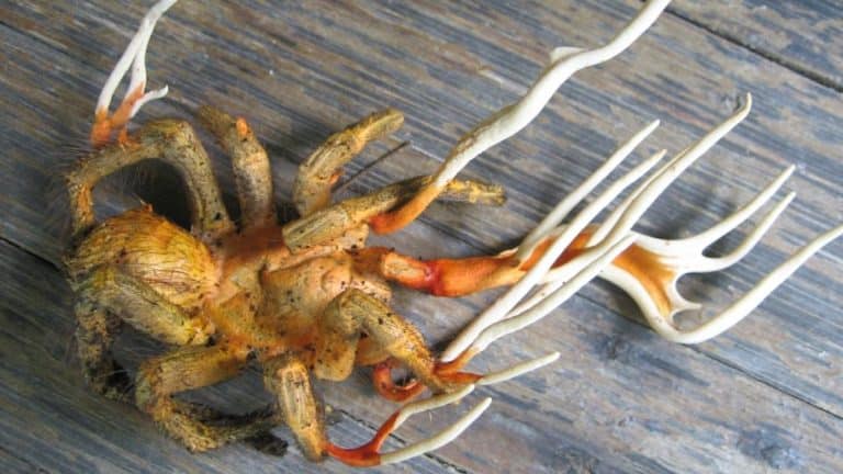 Cette araignée contaminée par un champignon zombie comme dans The Last of US