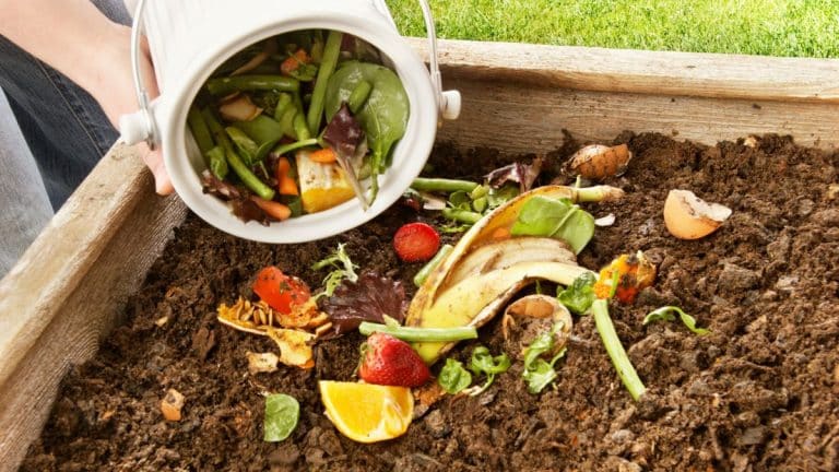 9 astuces infaillibles pour avoir un compost sans moucherons ni dedans ni autour