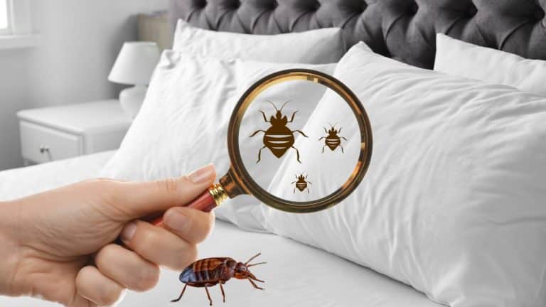 Ces plantes à ne plus jamais mettre chez vous elles attirent les punaises de lit