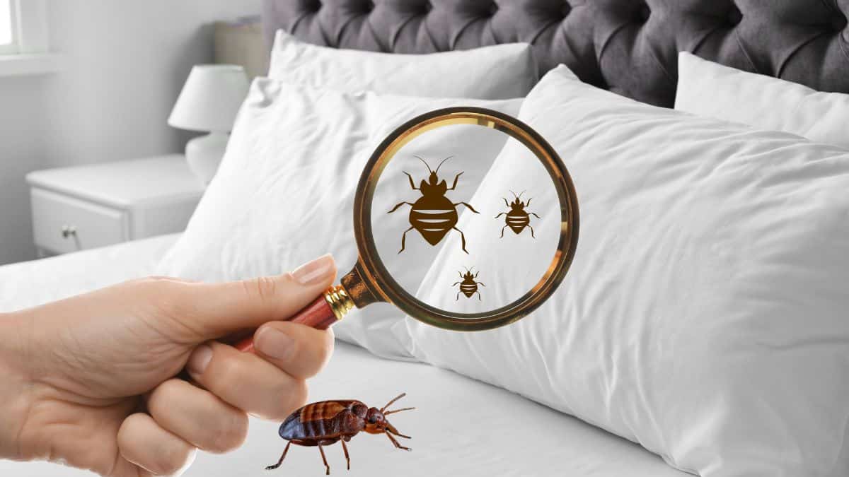 Ces plantes à ne plus jamais mettre chez vous elles attirent les punaises de lit