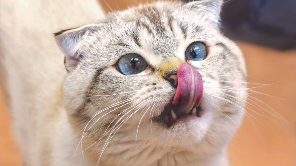 Cette enseigne est la moins chère pour acheter des croquettes et pâtées pour chien et chat d’après 60 millions de consommateurs