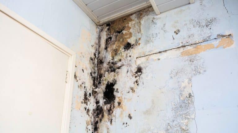 Ces 5 habitudes à avoir pour ne plus avoir de moisissures sur les murs et avoir une maison saine et propre