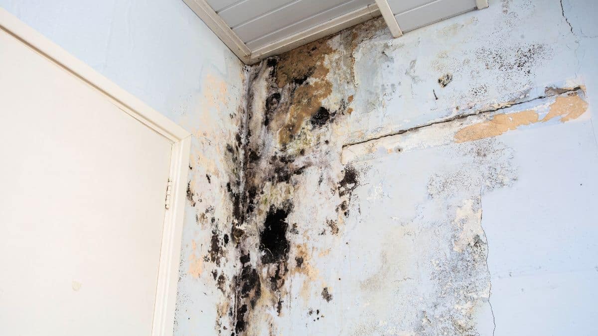 Ces 5 habitudes à avoir pour ne plus avoir de moisissures sur les murs et avoir une maison saine et propre