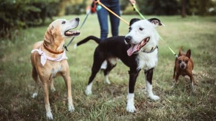 Ces lourdes amendes si vous ne tenez pas votre chien en laisse dans ces lieux au printemps