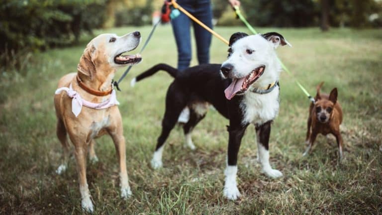 Ces lourdes amendes si vous ne tenez pas votre chien en laisse dans ces lieux au printemps
