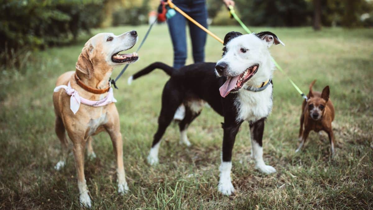Ces lourdes amendes si vous ne tenez pas votre chien en laisse dans ces lieux au printemps