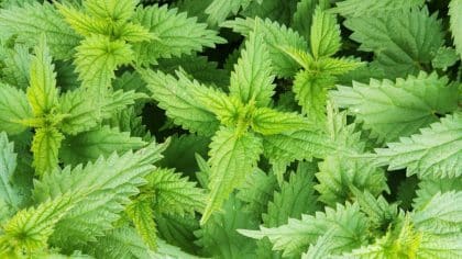 Jardin : cette plante jugée envahissante et inutile attire les hérissons et protège vos plantations