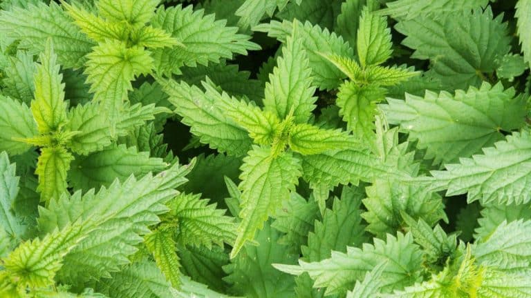 Jardin : cette plante jugée envahissante et inutile attire les hérissons et protège vos plantations