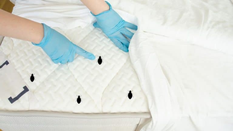 La bonne fréquence pour changer ses draps et éviter les bactéries et les punaises de lit