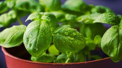 3 règles à suivre absolument pour garder son basilic en pot de supermarché longtemps