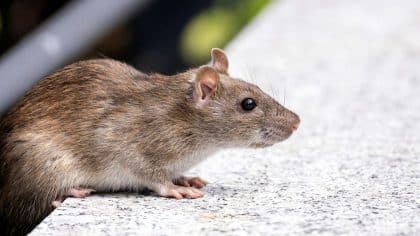 Action ferme ce grand magasin à cause de la présence de rats et d’employés qui vomissent du sang