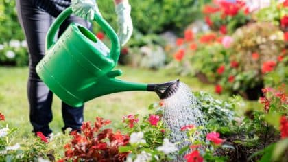 Ces 7 plantes que tout le monde adorent fait exploser votre facture d’eau