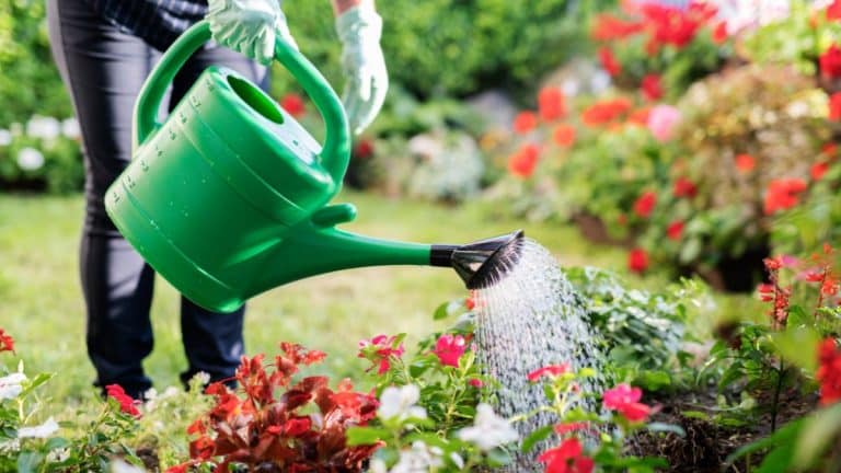 Ces 7 plantes que tout le monde adorent fait exploser votre facture d’eau