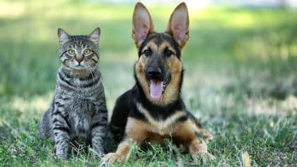 Ces 9 plantes que beaucoup adorent peuvent être mortelles pour les chiens et les chats