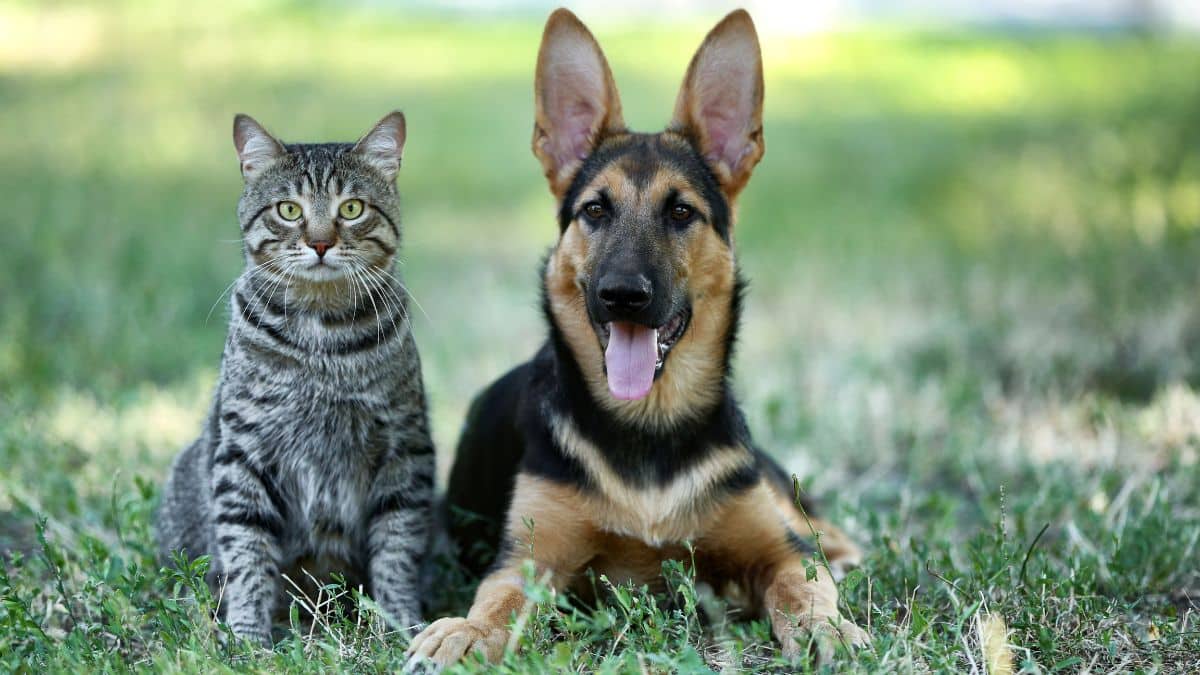 Ces 9 plantes que beaucoup adorent peuvent être mortelles pour les chiens et les chats