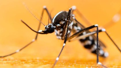 Ces astuces pour repousser le moustique tigre qui peut transmettre des maladies graves
