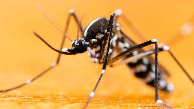 Ces astuces pour repousser le moustique tigre qui peut transmettre des maladies graves