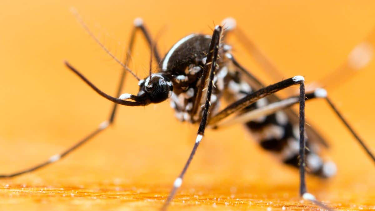 Ces astuces pour repousser le moustique tigre qui peut transmettre des maladies graves