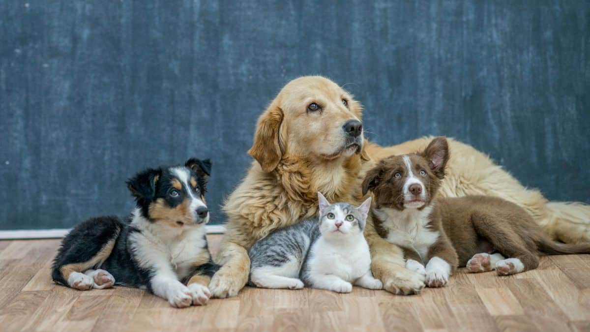 Cet animal de compagnie présent dans des millions de foyers perturbe le sommeil