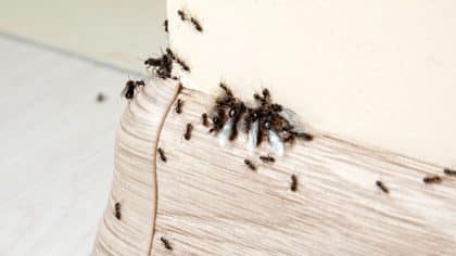 Cette astuce imparable pour éradiquer toutes les fourmis de chez vous une bonne fois pour toutes