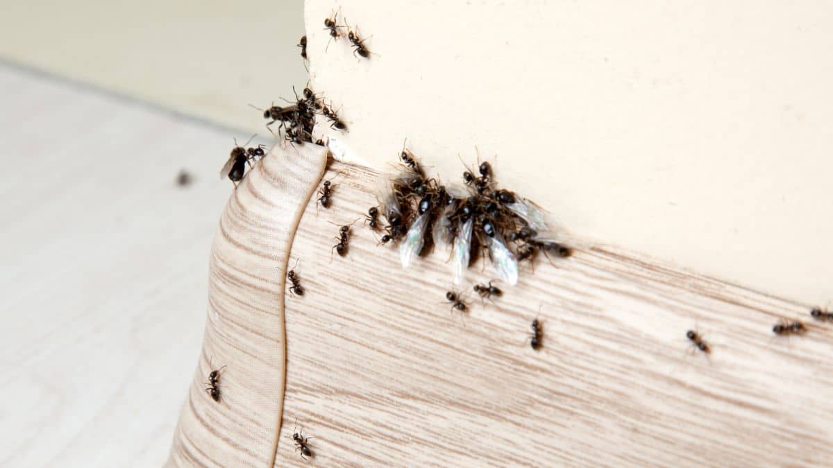 Cette astuce imparable pour éradiquer toutes les fourmis de chez vous une bonne fois pour toutes