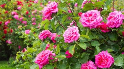 Cette astuce magique avec un fruit du quotidien va faire des merveilles avec vos rosiers