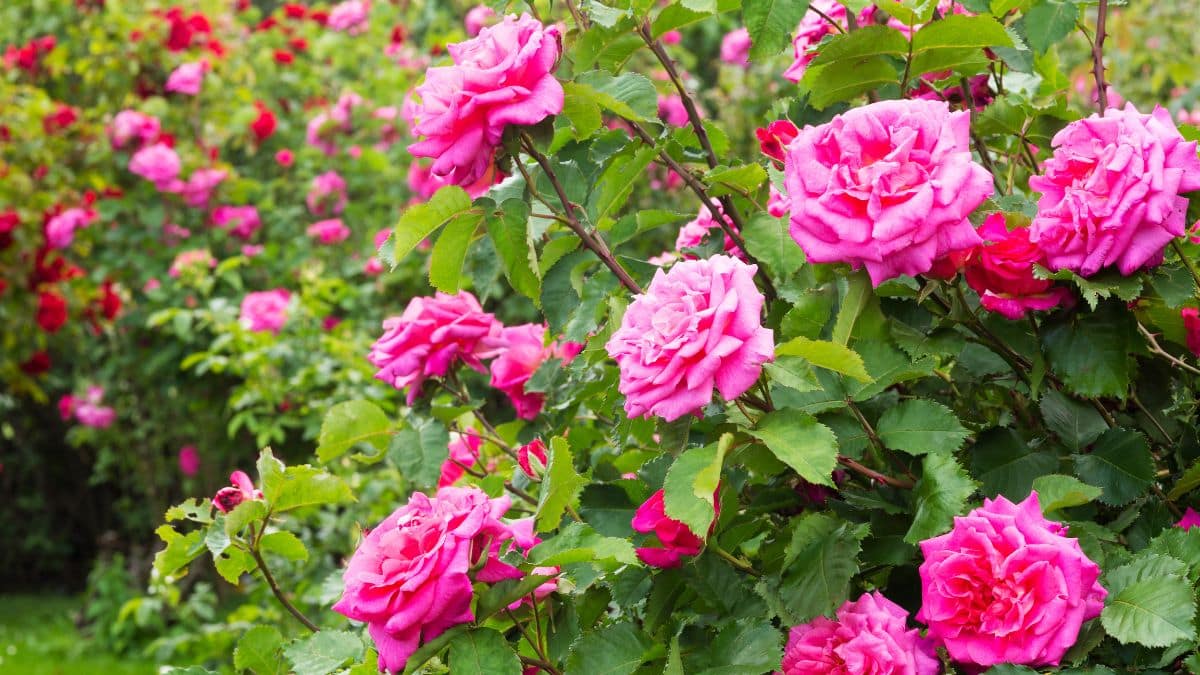 Cette astuce magique avec un fruit du quotidien va faire des merveilles avec vos rosiers