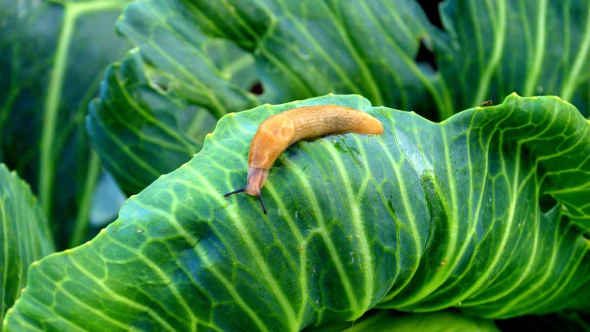 Cette astuce peu connue avec une boite d’oeuf va éloigner toutes les limaces de votre potager
