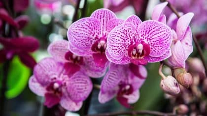 Cette astuce secrète connue uniquement des fleuristes pour garder vos orchidées pendant des années