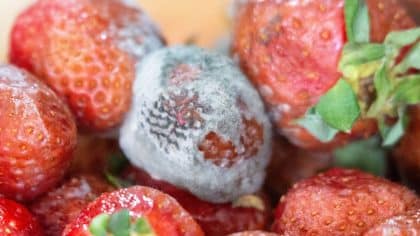 Cette astuce utilisée par ces agriculteurs et ces scientifiques pour garder ces fruits et légumes plus longtemps sans moisissure