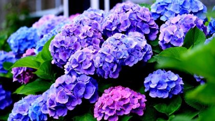 Les hortensias dans votre jardin c'est fini, les jardiniers déconseillent d'en planter