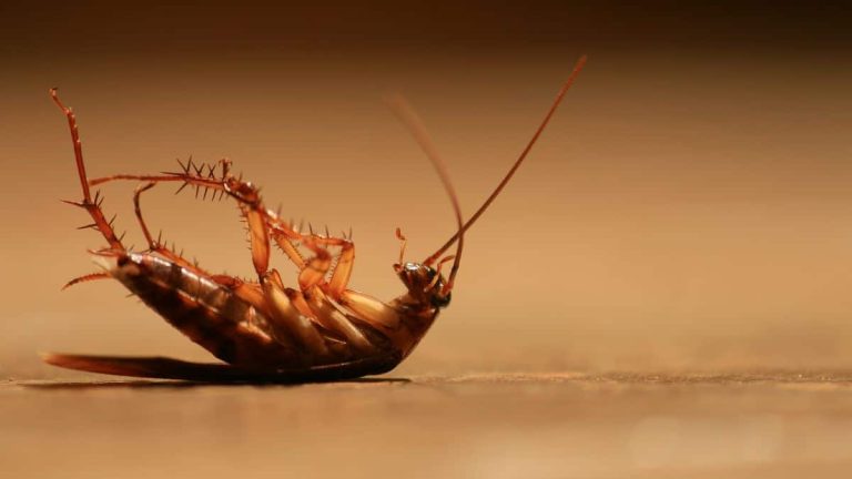 L’OMS alerte sur les gros dangers d'écraser un cafard, vous allez vite le regretter