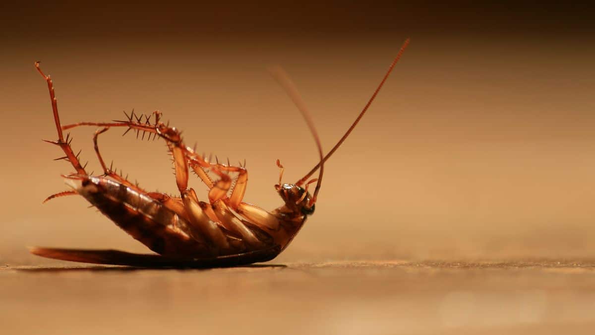 L’OMS alerte sur les gros dangers d'écraser un cafard, vous allez vite le regretter